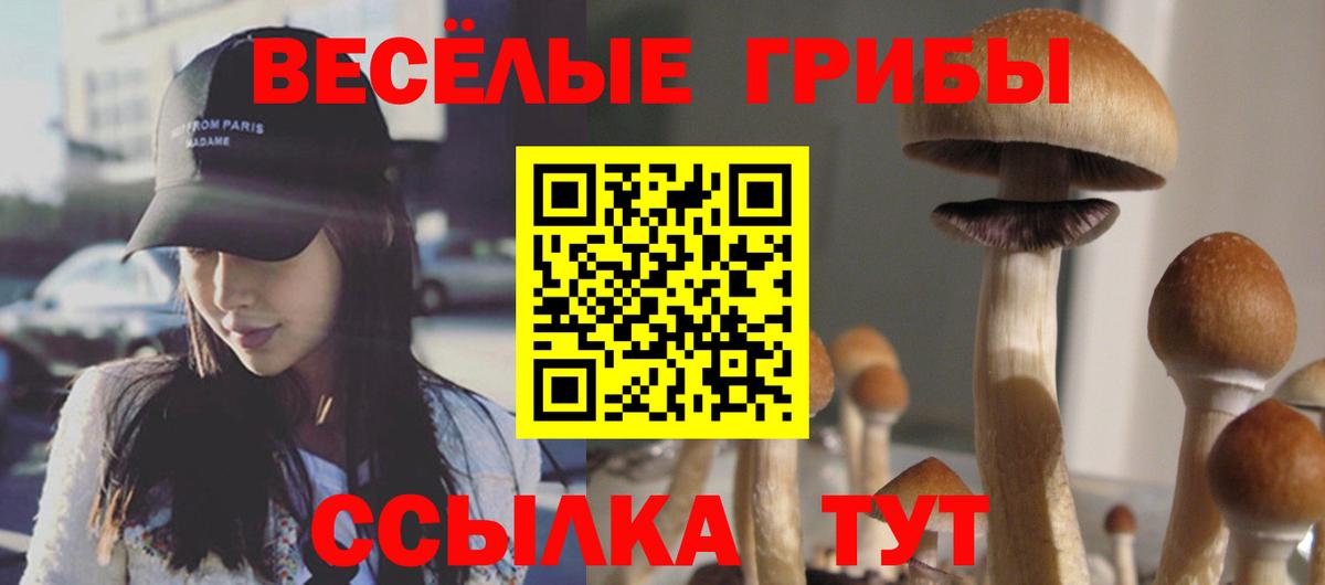 Галлюциногенные грибы Psilocybine cubensis Осинники